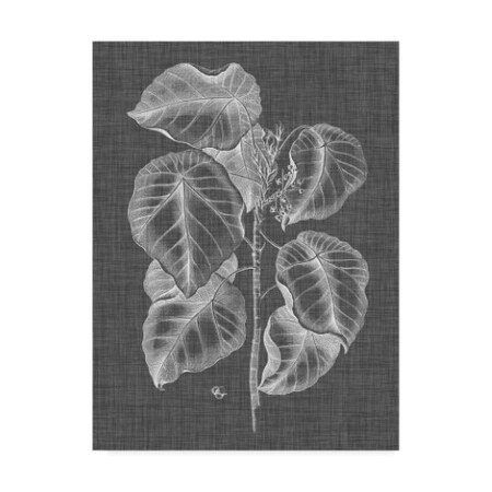 Trademark Fine Art Vision Studio 'Graphic Foliage Iv' Canvas Art, 14x19 WAG07984-C1419GG